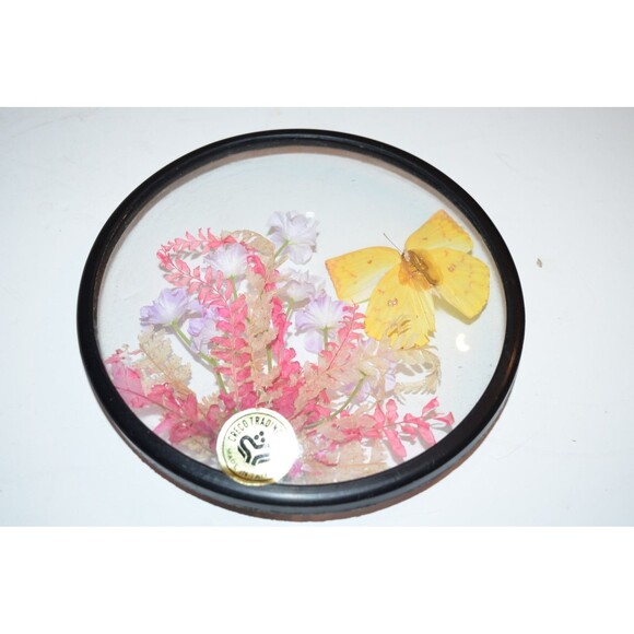 Vtg Creco Butterfly And Pink Flower Taxidermy  Round Convex Glass Wall Frame - Picture 6 of 7
